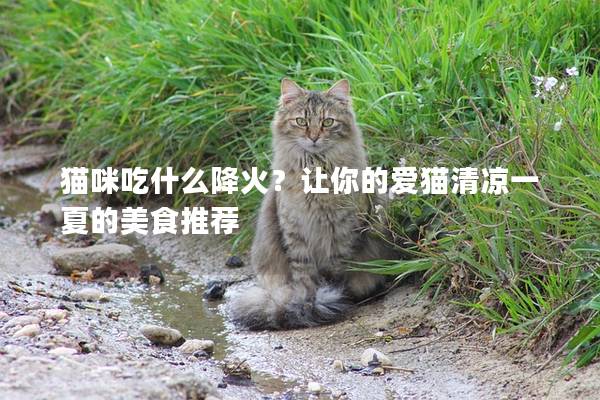 貓咪吃什么降火？讓你的愛貓清涼一夏的美食推薦