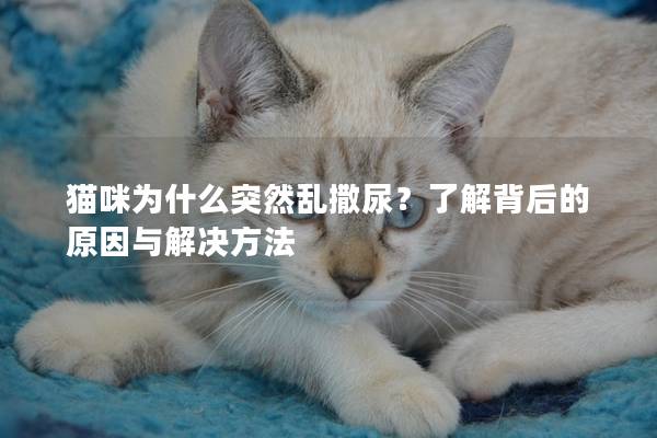 貓咪為什么突然亂撒尿？了解背后的原因與解決方法