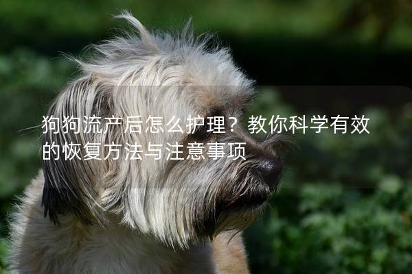 狗狗流產(chǎn)后怎么護(hù)理？教你科學(xué)有效的恢復(fù)方法與注意事項(xiàng)