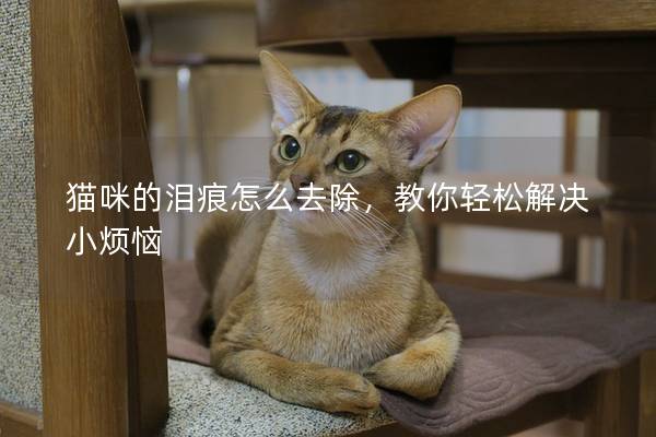 貓咪的淚痕怎么去除，教你輕松解決小煩惱