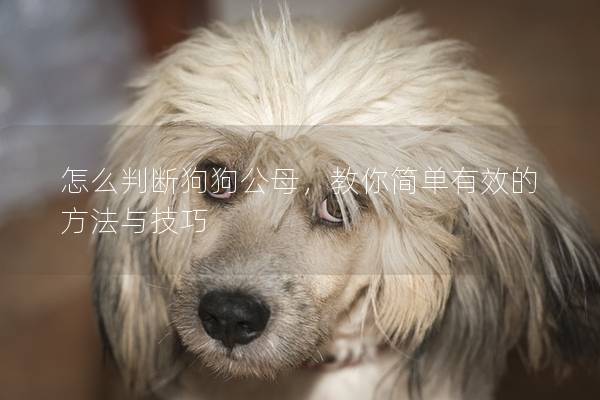 怎么判斷狗狗公母，教你簡單有效的方法與技巧