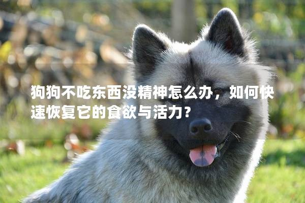狗狗不吃東西沒(méi)精神怎么辦，如何快速恢復(fù)它的食欲與活力？