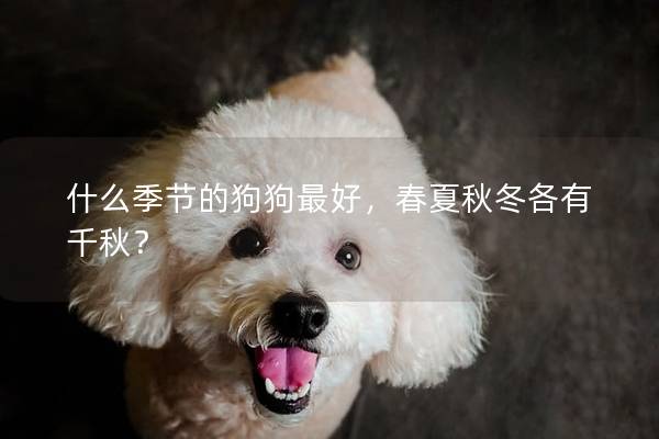什么季節(jié)的狗狗最好，春夏秋冬各有千秋？
