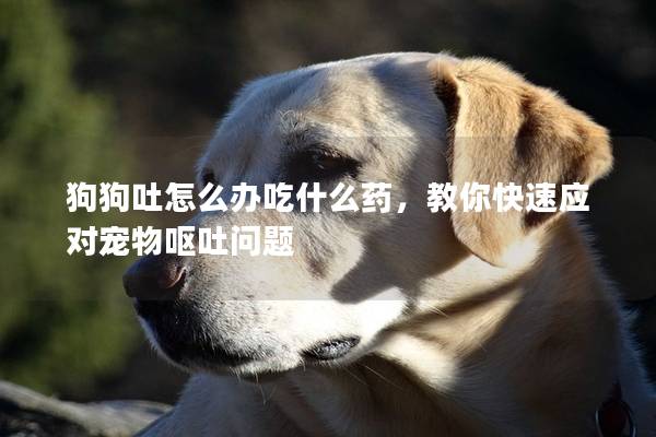 狗狗吐怎么辦吃什么藥，教你快速應對寵物嘔吐問題