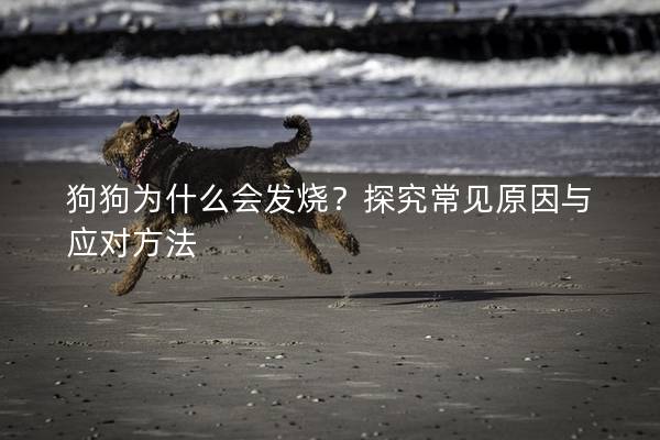 狗狗為什么會(huì)發(fā)燒？探究常見(jiàn)原因與應(yīng)對(duì)方法