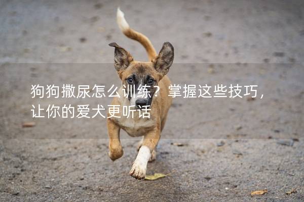 狗狗撒尿怎么訓練？掌握這些技巧，讓你的愛犬更聽話