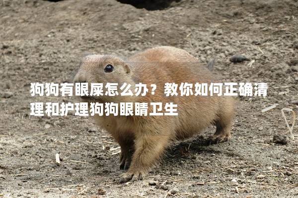 狗狗有眼屎怎么辦？教你如何正確清理和護理狗狗眼睛衛生