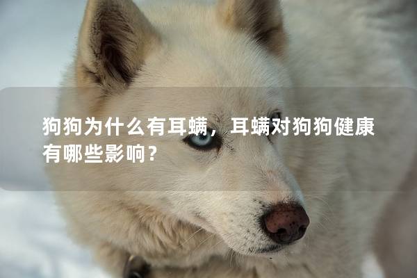 狗狗為什么有耳螨，耳螨對狗狗健康有哪些影響？