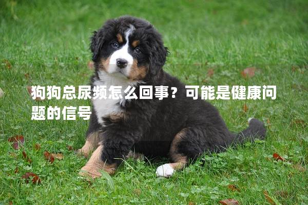 狗狗總尿頻怎么回事？可能是健康問題的信號