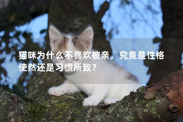 貓咪為什么不喜歡被親，究竟是性格使然還是習(xí)慣所致？