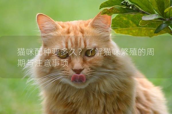 貓咪配種要多久？了解貓咪繁殖的周期與注意事項
