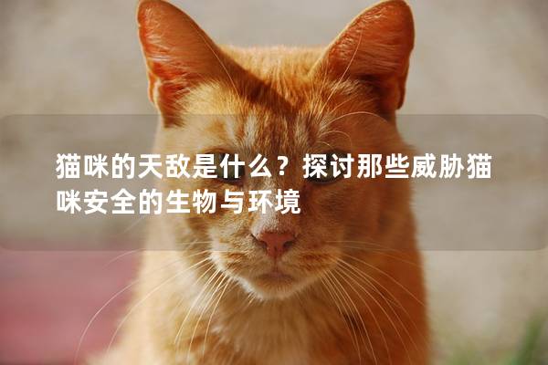 貓咪的天敵是什么？探討那些威脅貓咪安全的生物與環境