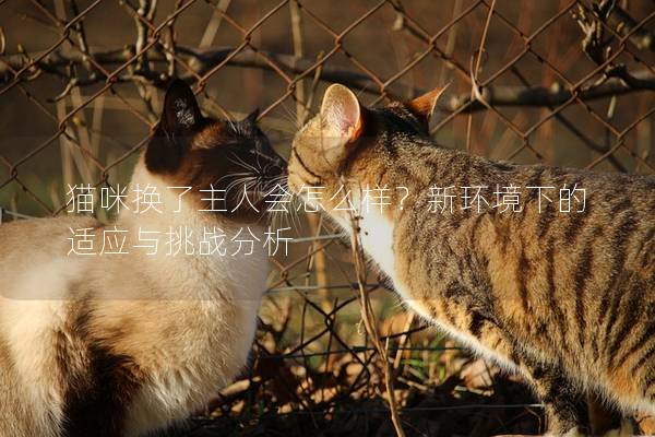 貓咪換了主人會(huì)怎么樣？新環(huán)境下的適應(yīng)與挑戰(zhàn)分析