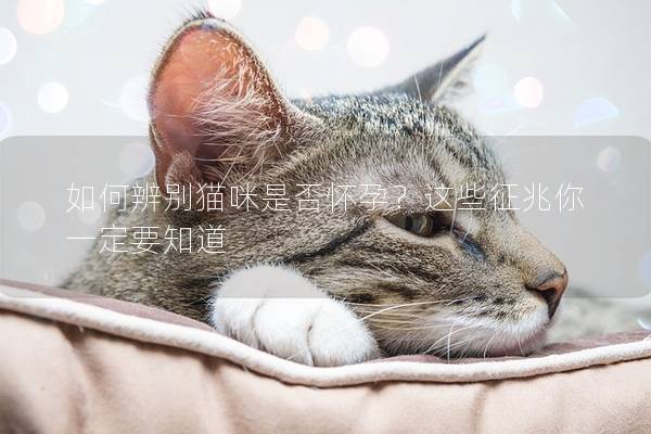 如何辨別貓咪是否懷孕？這些征兆你一定要知道