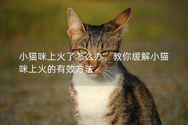 小貓咪上火了怎么辦，教你緩解小貓咪上火的有效方法