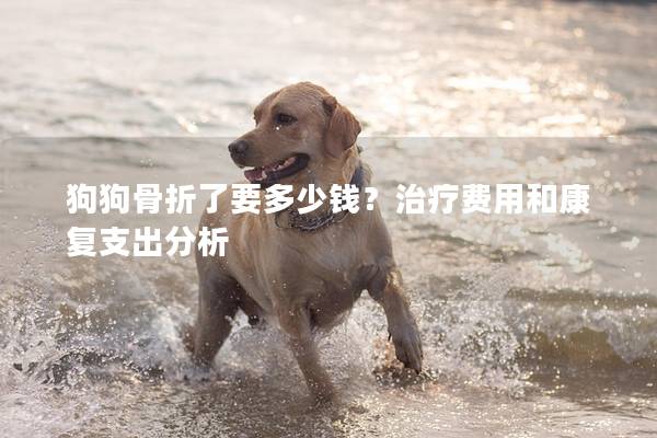 狗狗骨折了要多少錢？治療費用和康復支出分析
