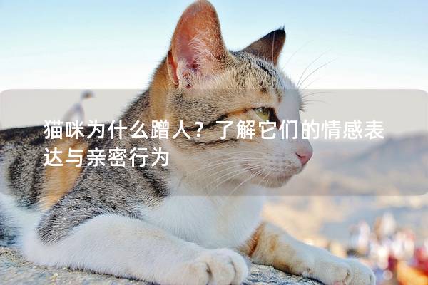 貓咪為什么蹭人？了解它們的情感表達與親密行為