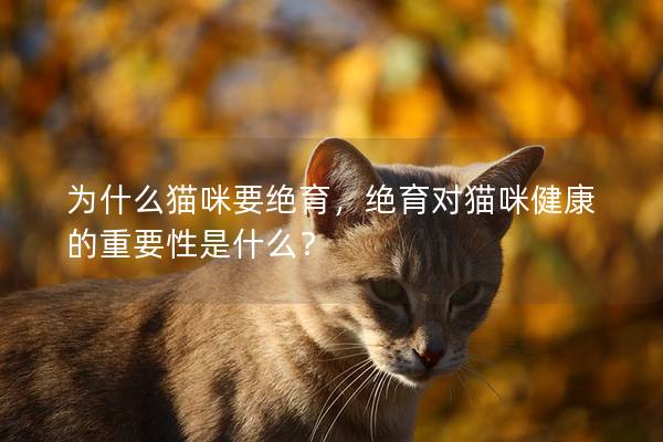 為什么貓咪要絕育，絕育對貓咪健康的重要性是什么？