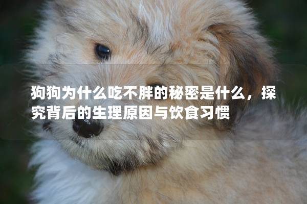 狗狗為什么吃不胖的秘密是什么,探究背后的生理原因與飲食習慣 狗狗為什么吃不胖的秘密是什么,探究背后的生理原因與飲食習慣
