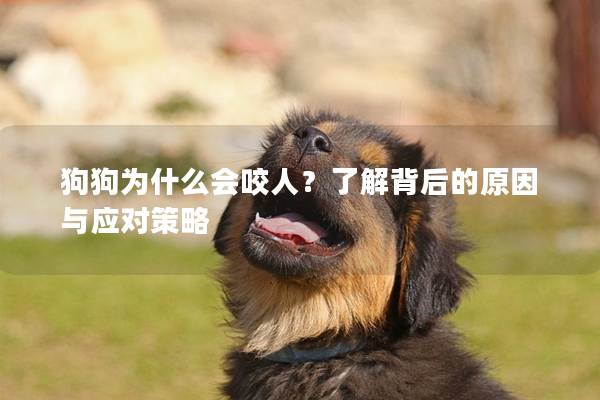 狗狗為什么會咬人？了解背后的原因與應(yīng)對策略