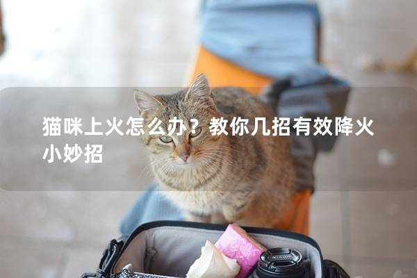 貓咪上火怎么辦？教你幾招有效降火小妙招