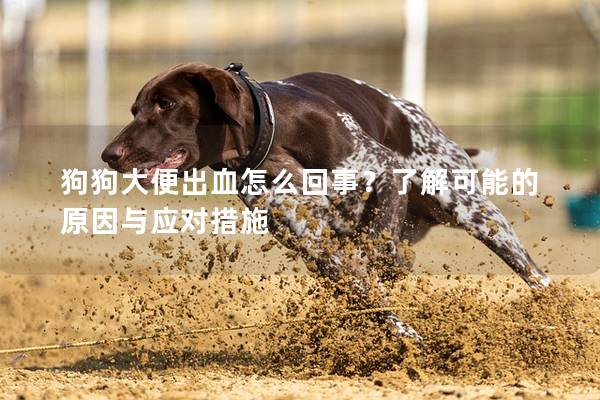 狗狗大便出血怎么回事？了解可能的原因與應(yīng)對(duì)措施