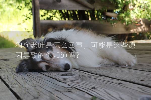狗狗老吐是怎么回事，可能是這些原因?qū)е碌哪阒绬幔? title=