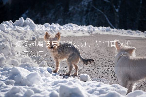 狗狗腳磨破皮了怎么辦，如何有效護(hù)理與預(yù)防？