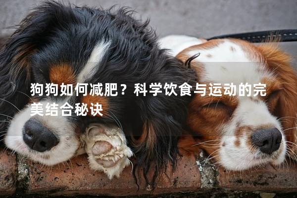 狗狗如何減肥？科學飲食與運動的完美結合秘訣