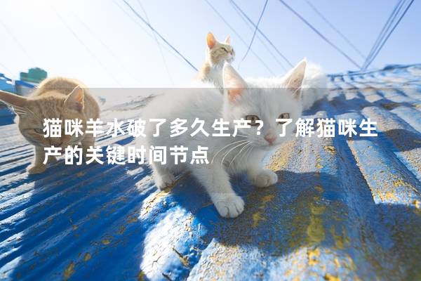 貓咪羊水破了多久生產？了解貓咪生產的關鍵時間節點
