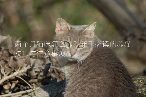 兩個(gè)月貓咪怎么養(yǎng)？新手必讀的養(yǎng)貓技巧與注意事項(xiàng)