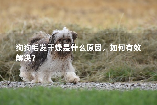 狗狗毛發(fā)干燥是什么原因，如何有效解決？
