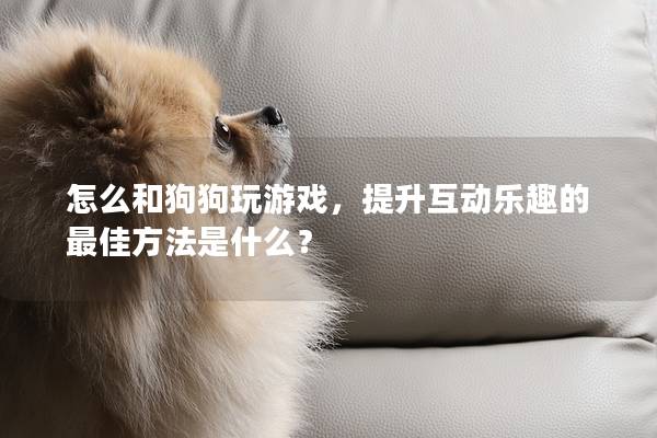 怎么和狗狗玩游戲,提升互動樂趣的最佳方法是什么? 怎么和狗狗玩游戲,提升互動樂趣的最佳方法是什么?