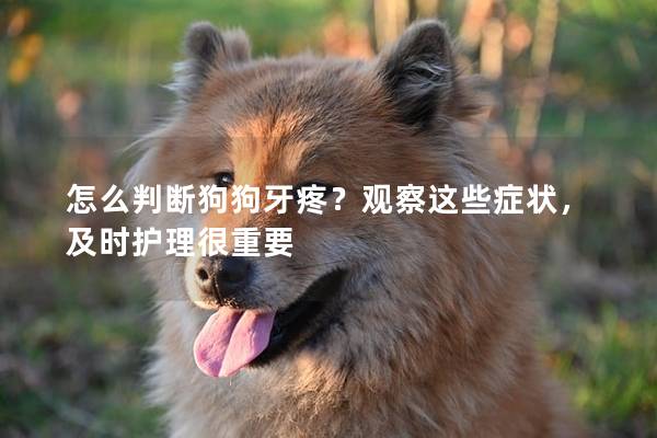 怎么判斷狗狗牙疼？觀察這些癥狀，及時護理很重要