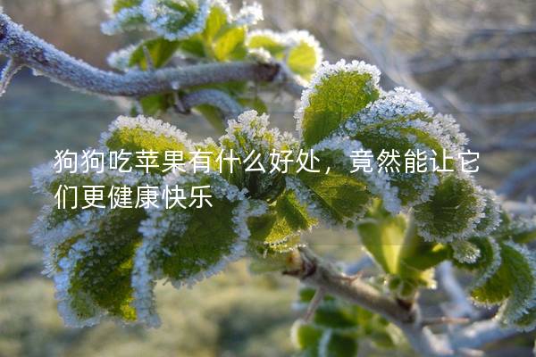 狗狗吃蘋果有什么好處,竟然能讓它們更健康快樂 狗狗吃蘋果有什么好處,竟然能讓它們更健康快樂