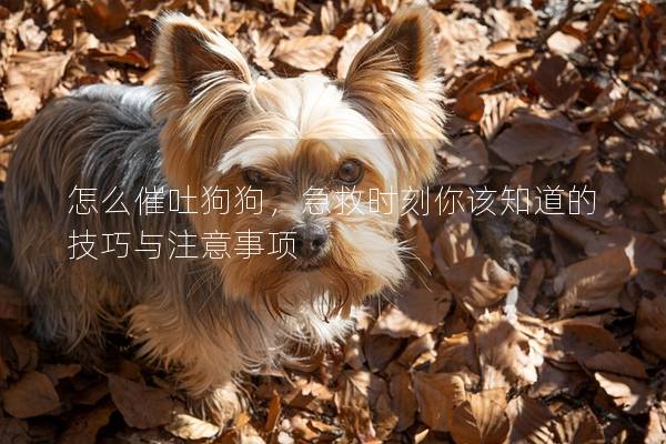 怎么催吐狗狗,急救時刻你該知道的技巧與注意事項 怎么催吐狗狗,急救時刻你該知道的技巧與注意事項