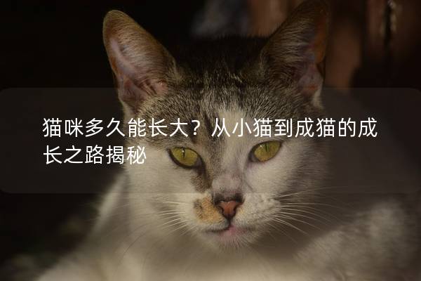 貓咪多久能長(zhǎng)大？從小貓到成貓的成長(zhǎng)之路揭秘