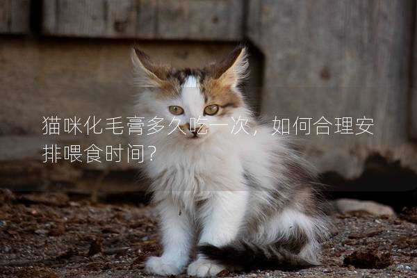貓咪化毛膏多久吃一次，如何合理安排喂食時間？