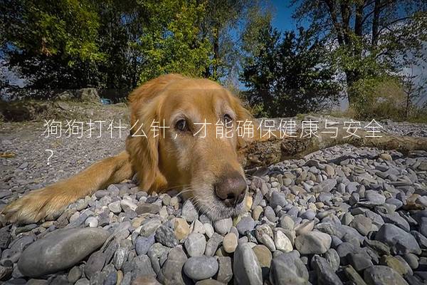 狗狗打什么針，才能確保健康與安全？