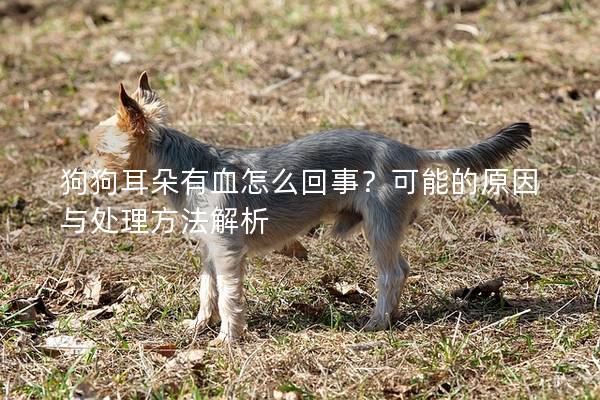 狗狗耳朵有血怎么回事？可能的原因與處理方法解析