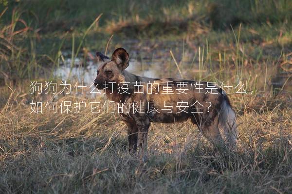 狗狗為什么打疫苗的重要性是什么，如何保護它們的健康與安全？