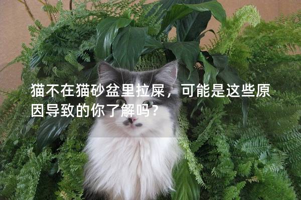 貓不在貓砂盆里拉屎，可能是這些原因導致的你了解嗎？