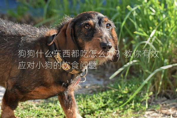 狗狗什么東西都吃怎么辦？教你有效應對小狗的飲食問題