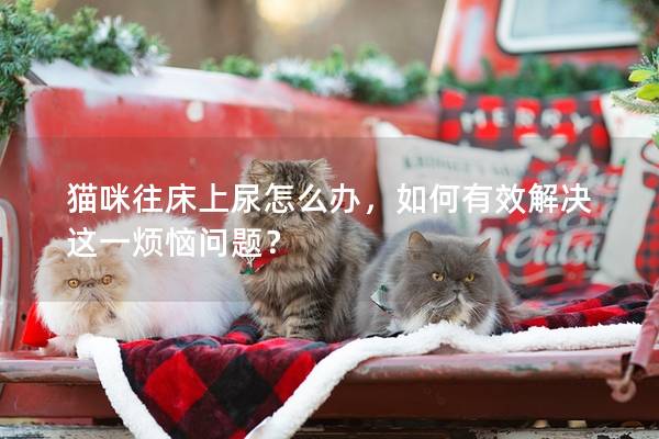 貓咪往床上尿怎么辦，如何有效解決這一煩惱問題？