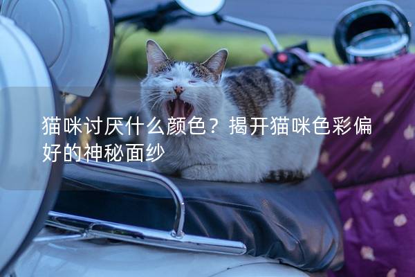 貓咪討厭什么顏色？揭開貓咪色彩偏好的神秘面紗
