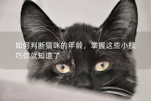 如何判斷貓咪的年齡，掌握這些小技巧你就知道了