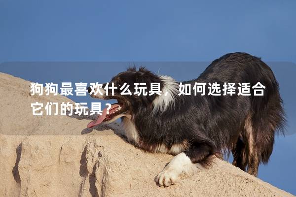 狗狗最喜歡什么玩具，如何選擇適合它們的玩具？