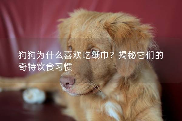 狗狗為什么喜歡吃紙巾？揭秘它們的奇特飲食習慣