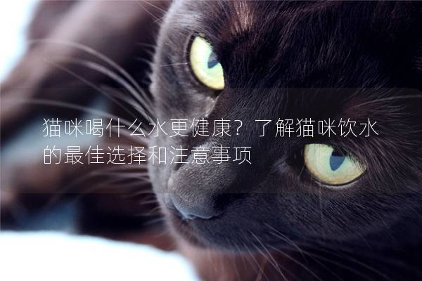 貓咪喝什么水更健康？了解貓咪飲水的最佳選擇和注意事項