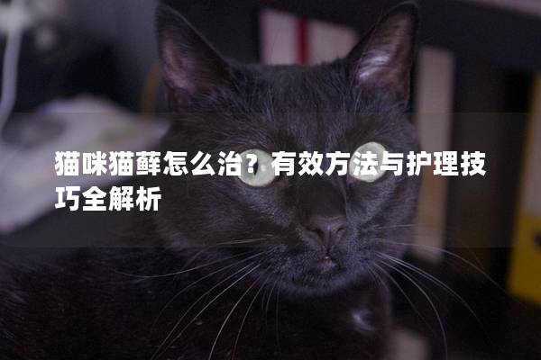 貓咪貓?zhí)\怎么治？有效方法與護(hù)理技巧全解析
